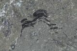 Lot: Unprepared Trilobites From Morocco (Zlichovaspis, Reedops?) #101607-5